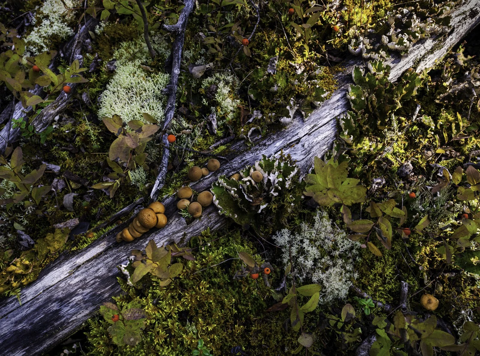 Forest Micro Environment, Chugach State Park, Alaska.jpg
