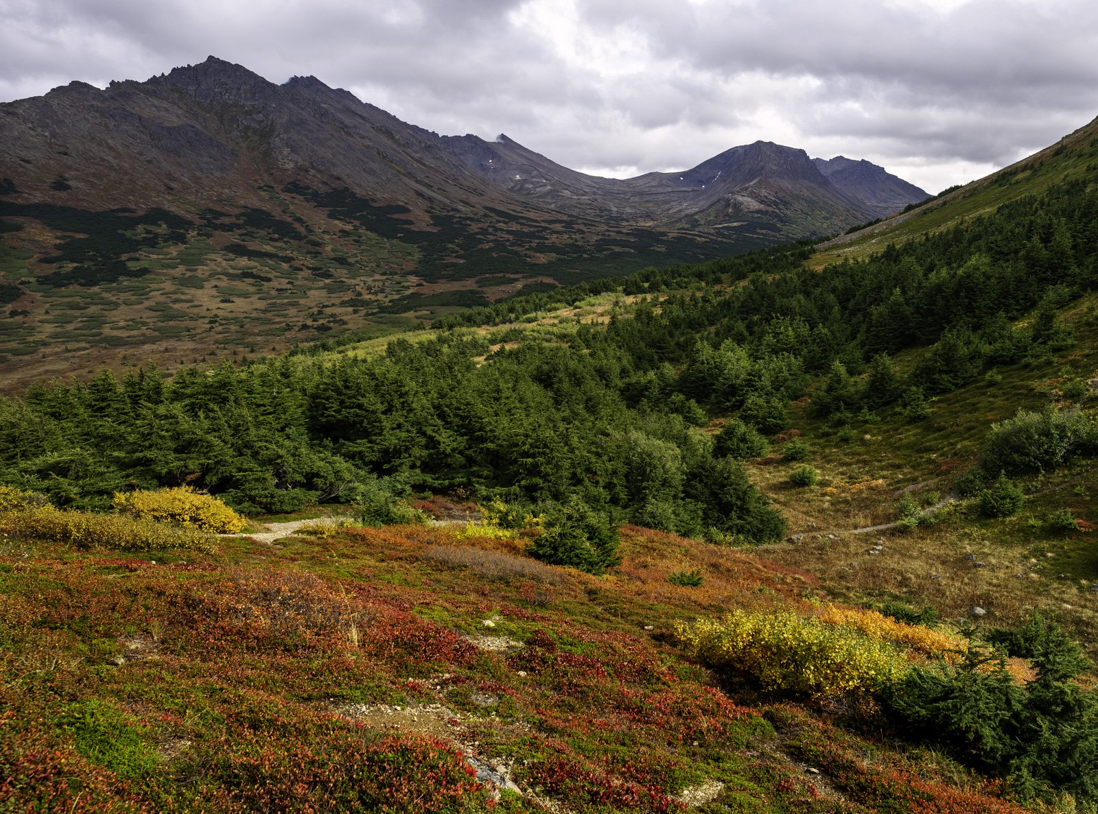 This alpine tundra flora, in the Chugach State Park, Alaska, is defined by its low-growing, resilient, and highly adapted plant species such as Alpine Blueberry, Crowberry, Lowbush Cranberry, Labrador Tea, Alaska Mountain Heather.