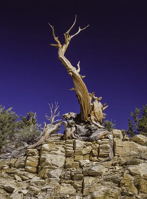 This Bristlecone Pine snag still stands as it remains rooted in this wind swept dolomite ridge in the White Mountains of California.