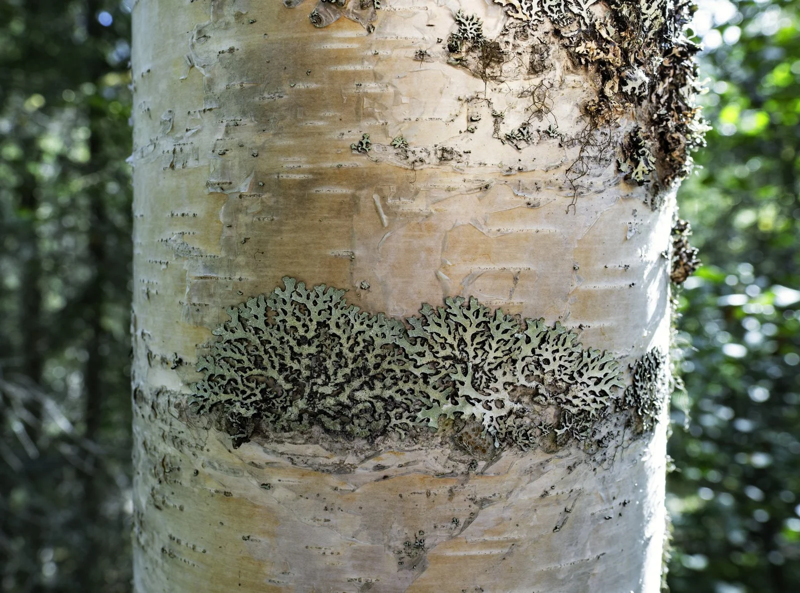 Alaska Birch and Lichens.jpg