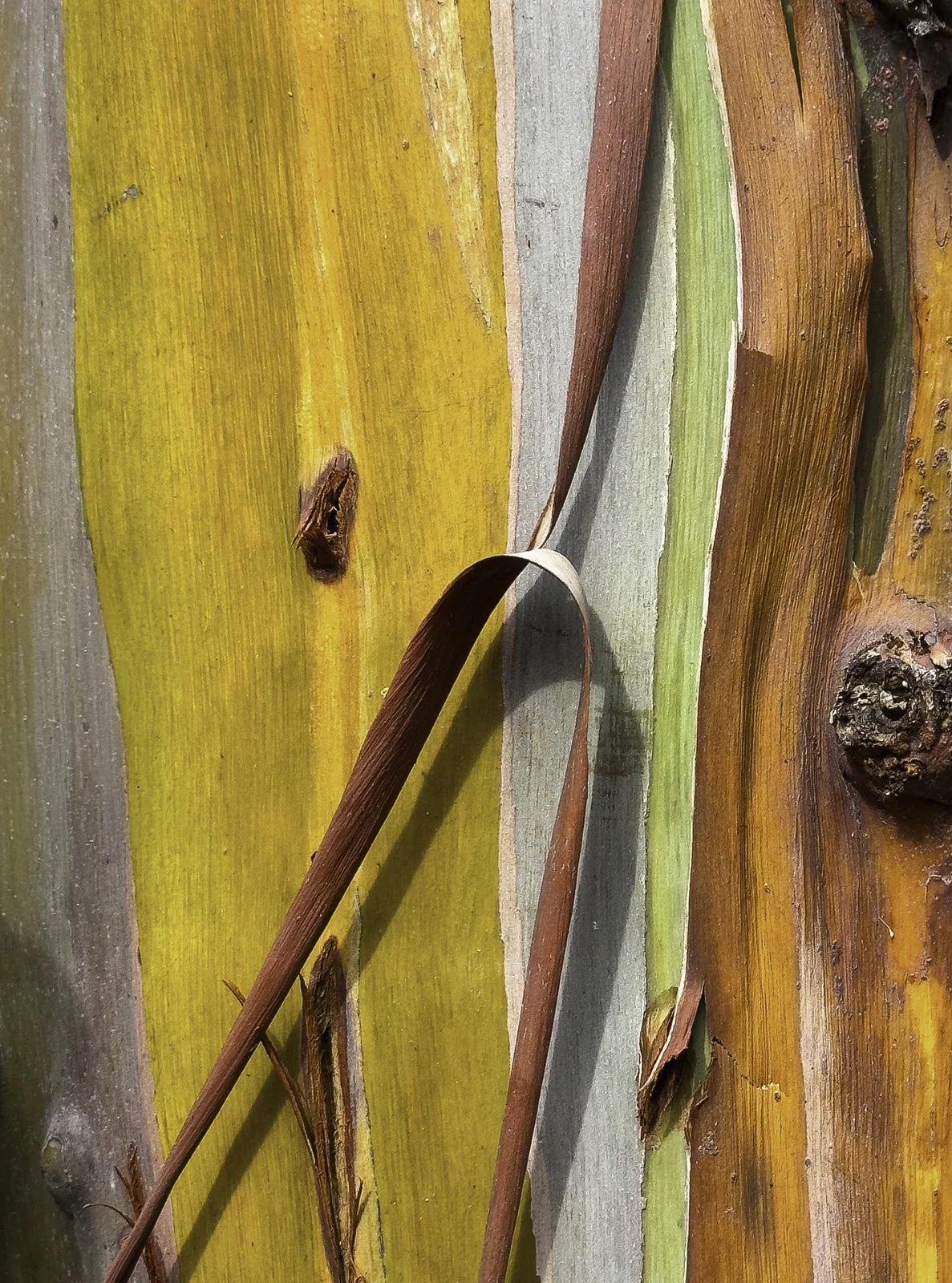 Rainbow Eucalyptus Bark.jpg