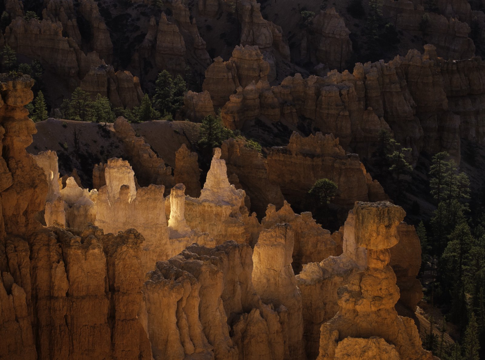 Bryce Canyon Hoodoos
