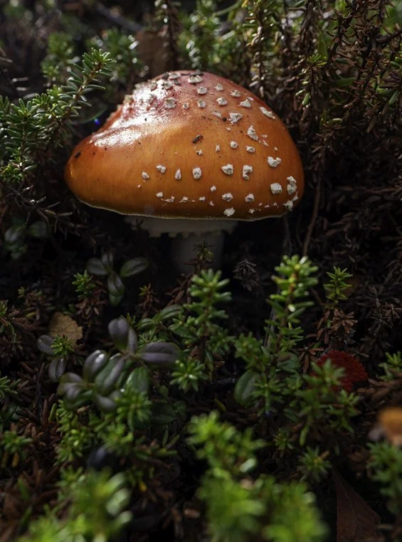 Amanita Muscaria fungus growing amongst Crowberry plants in the alpine tundra environment of Chugach State Park, Alaska.