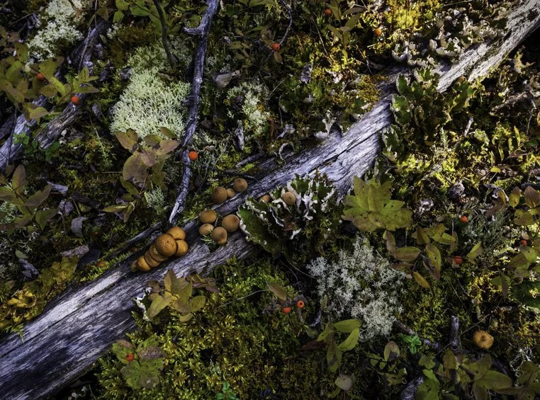 This lush moss-covered boulder field in the Chugach State Park, Alaska, supports a variety of forest growth. 