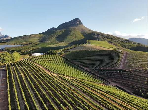 The Big South African Tasting with Wine Savvy