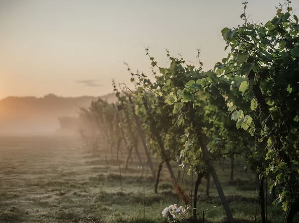 The Big English Tasting with Wine Savvy