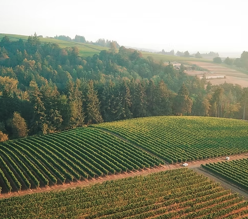 The Wines of California & Oregon with Wine Savvy