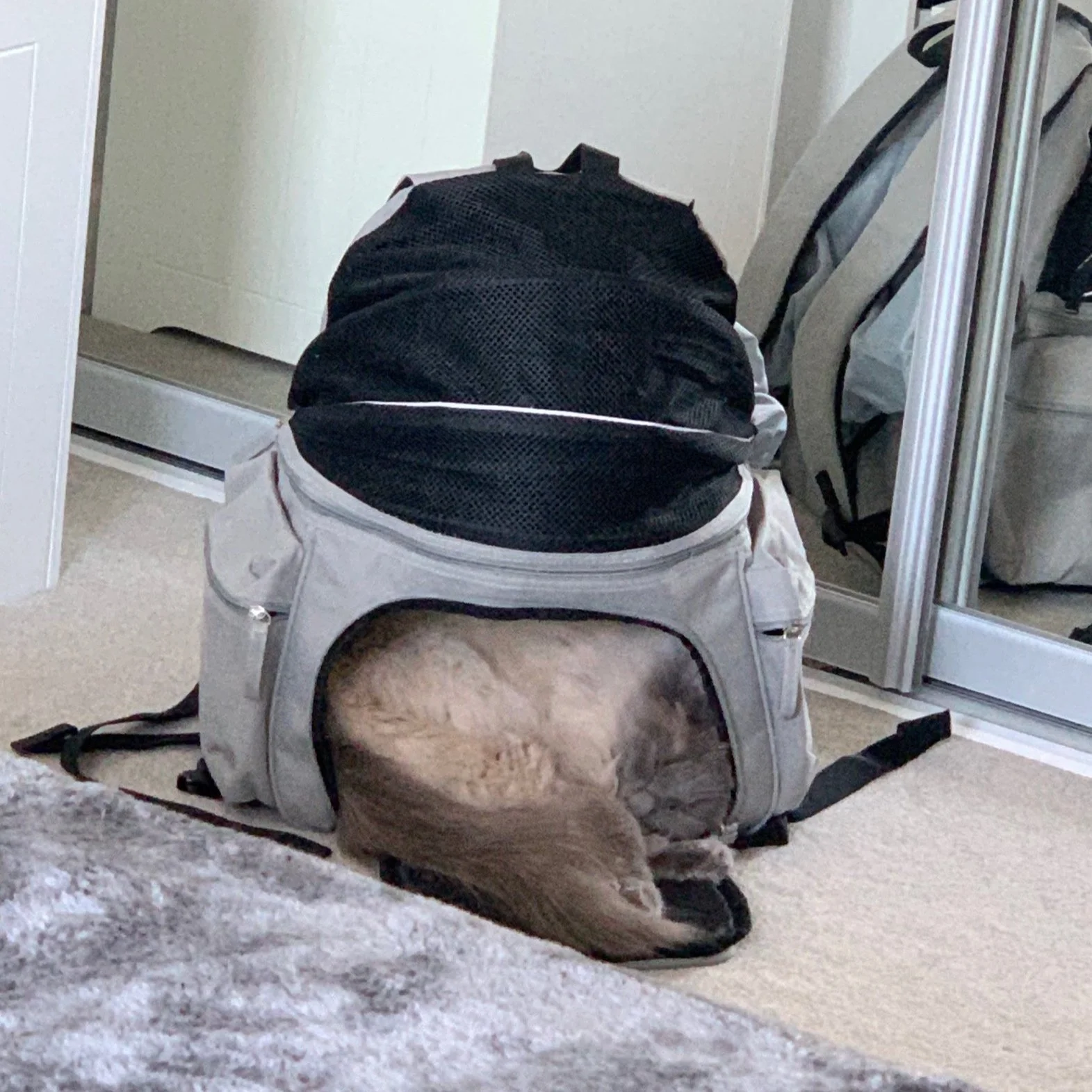 He may have been to big to travel in the backpack, but that didn’t stop him using it as a new bed