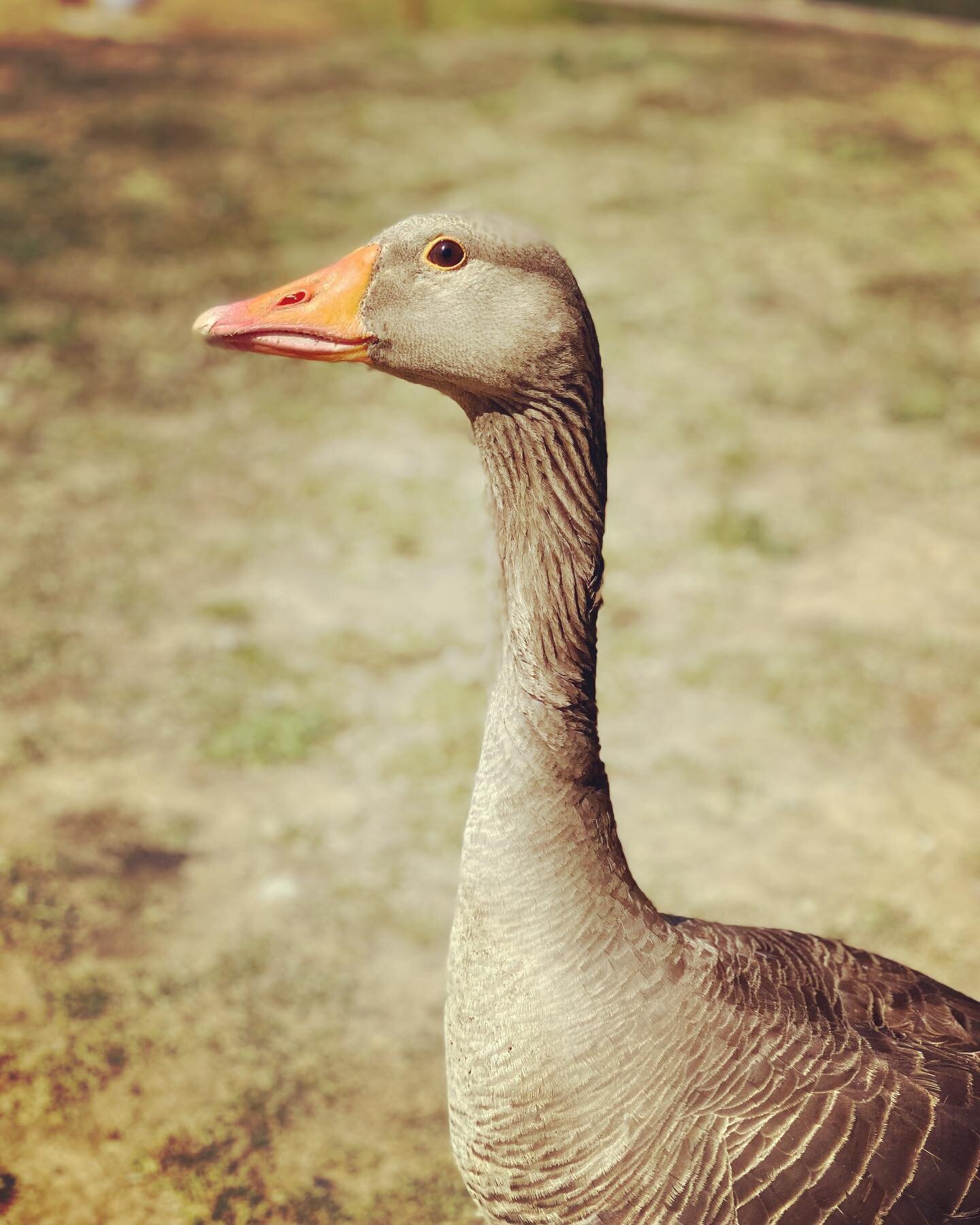 Ever feel like you&rsquo;re being watched&hellip;

@bucklandparklake geese are pretty sassy!

#geeseofinstagram #nosuddenmovements #getoutside #getoutdoors #wildlife #naturecure
