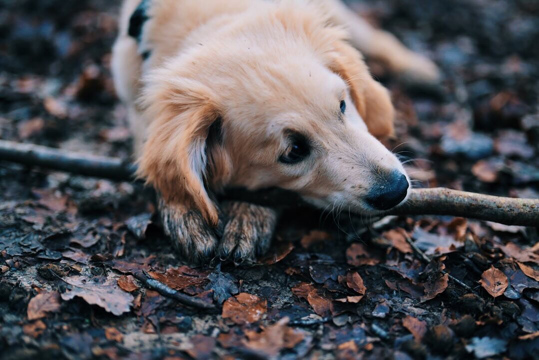 More dog/woods content. #sthelenswoods #hastings #goldenretriever #puppy