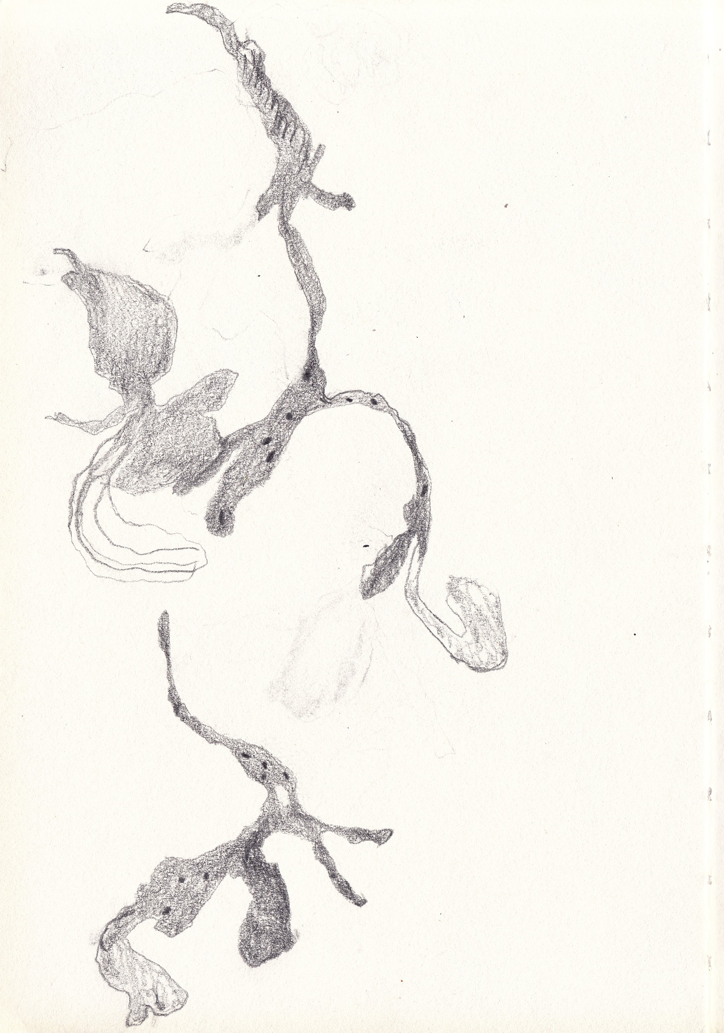 scan 55.jpeg