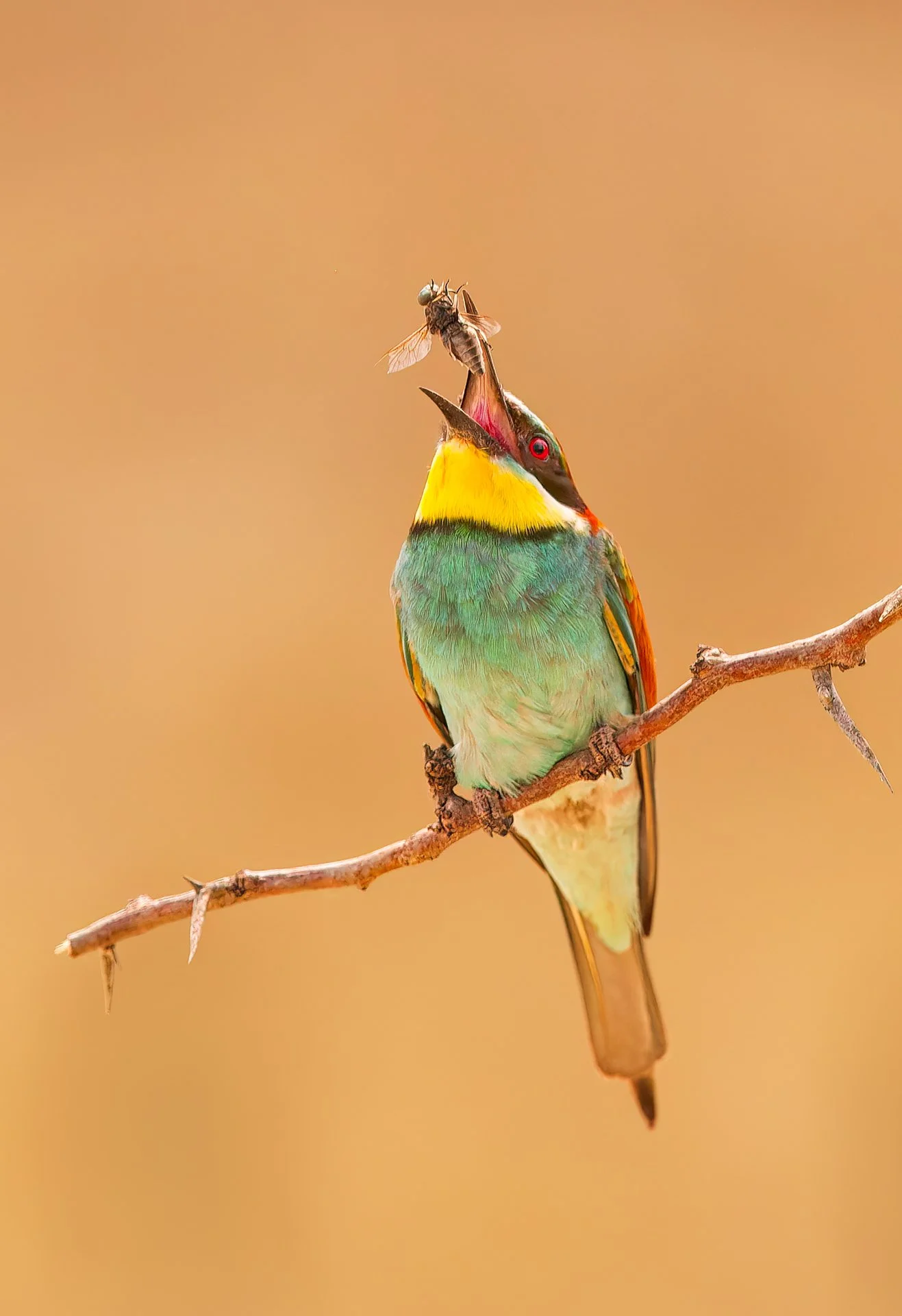 Bee-eater