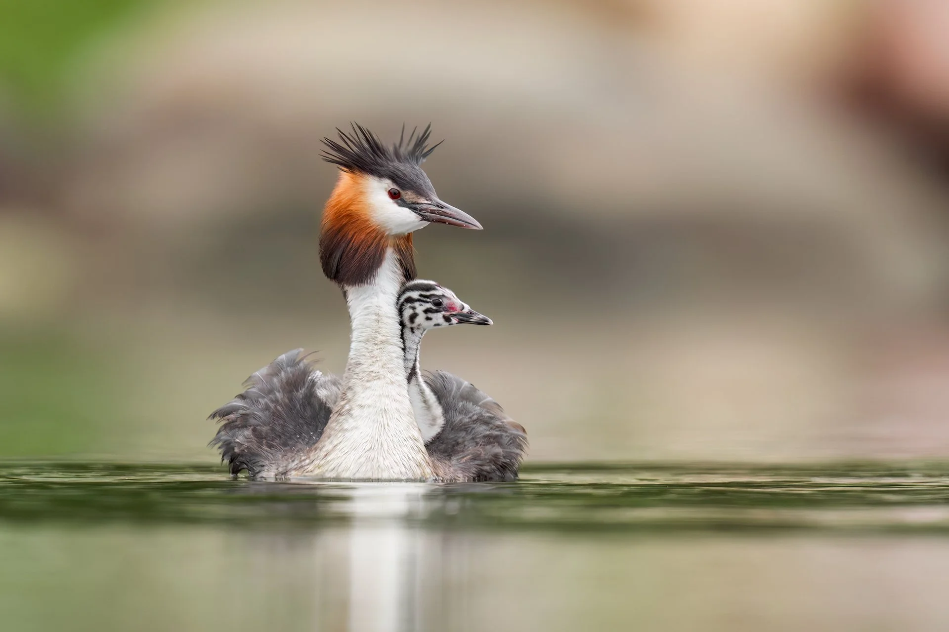 Great crested grebe