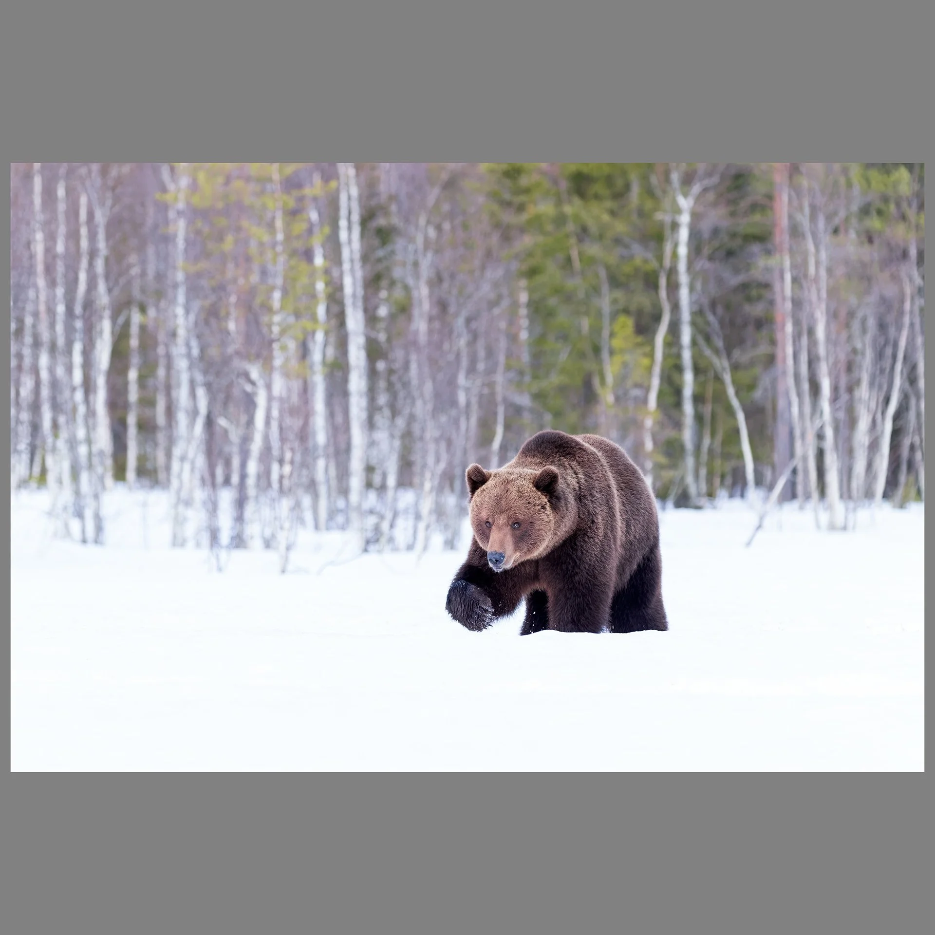 Brown Bear Approaching