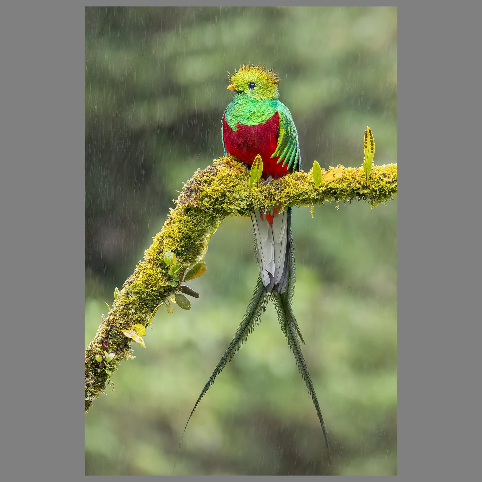 Spectacular quetzal