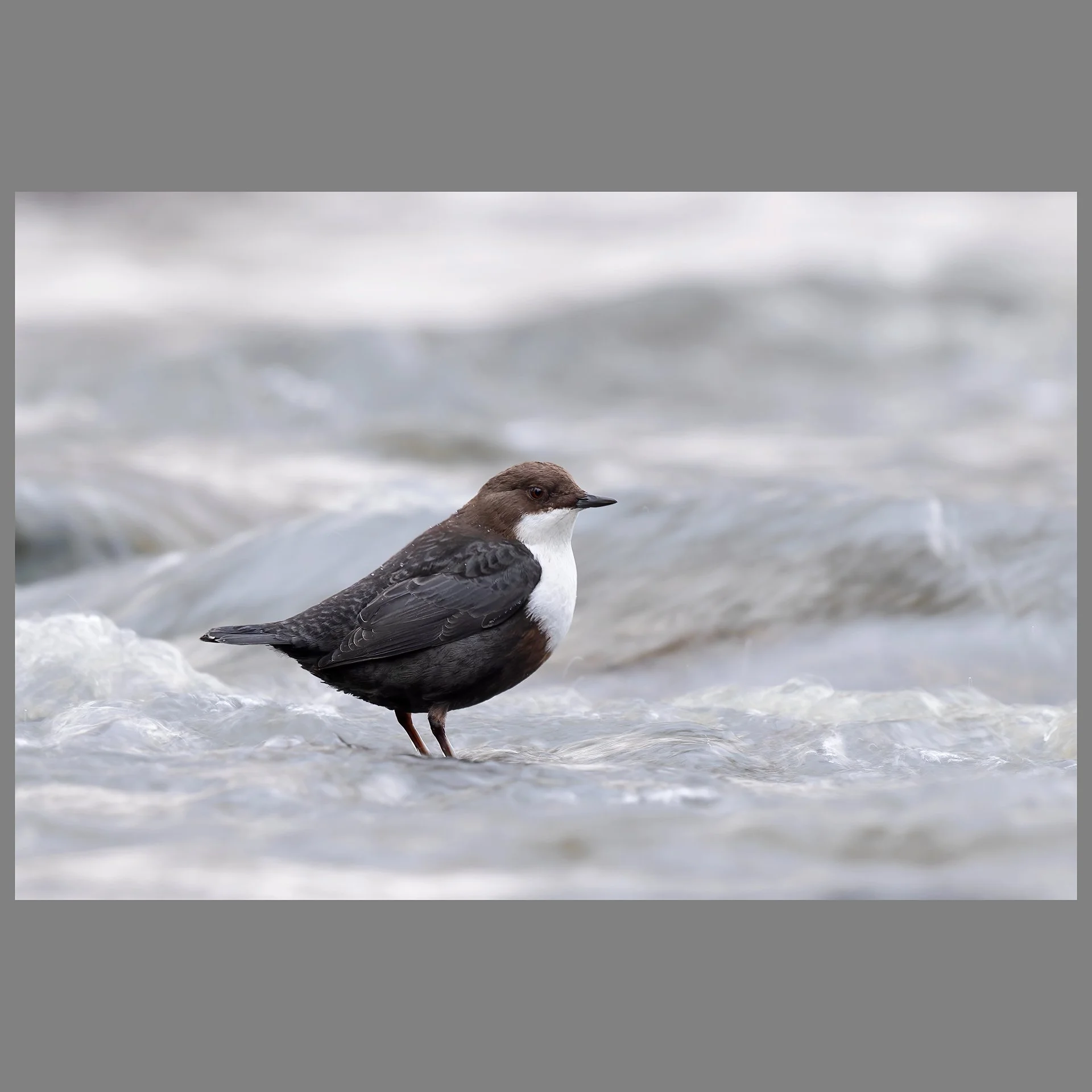 Dipper in the stream