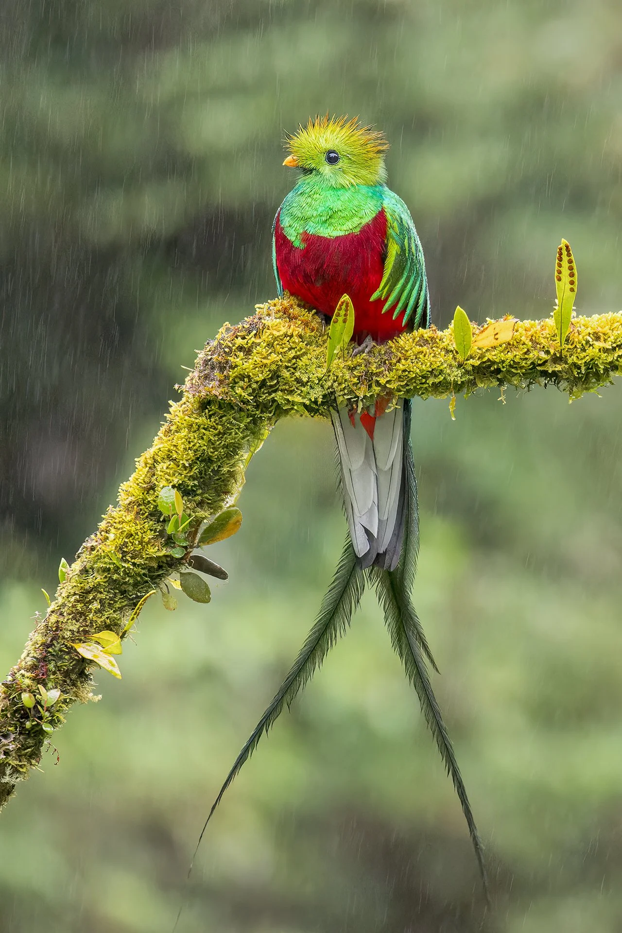 Resplendent Quetzal