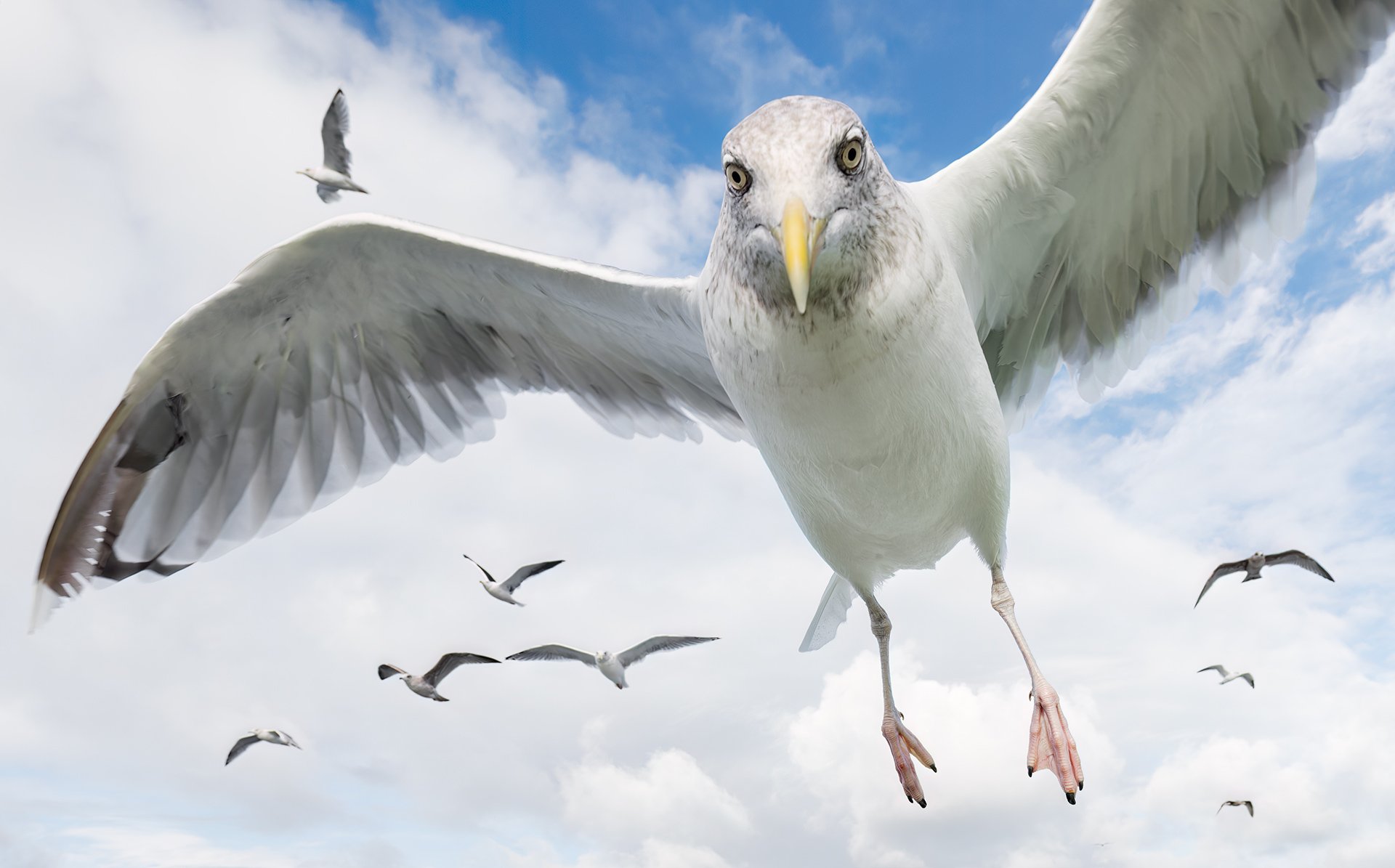 Seagull