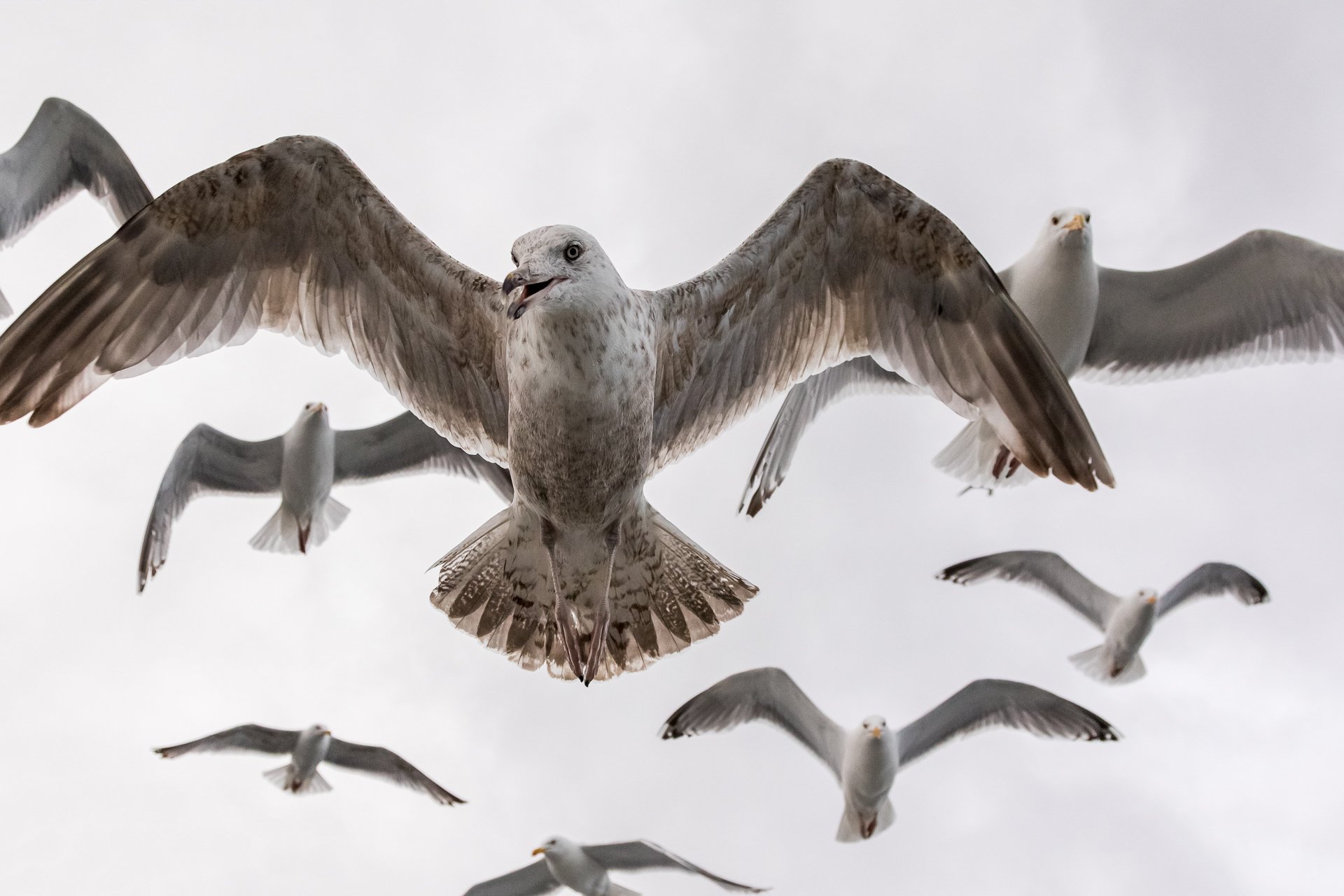 Herring gulls.jpg