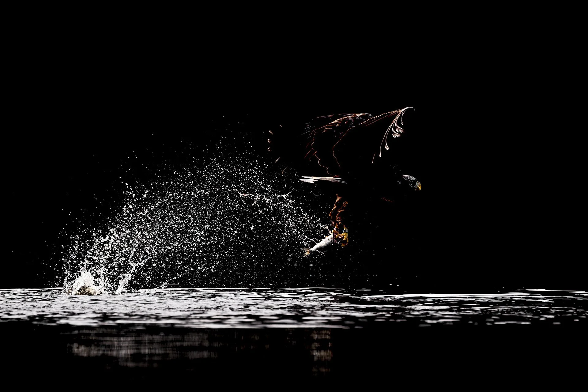White-tailed eagle Miguel