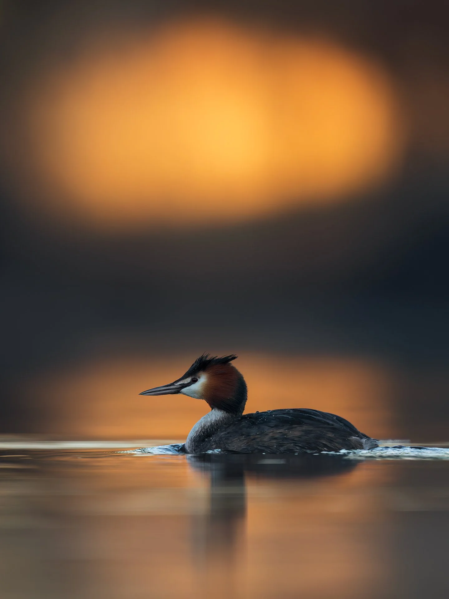 Great crested grebe