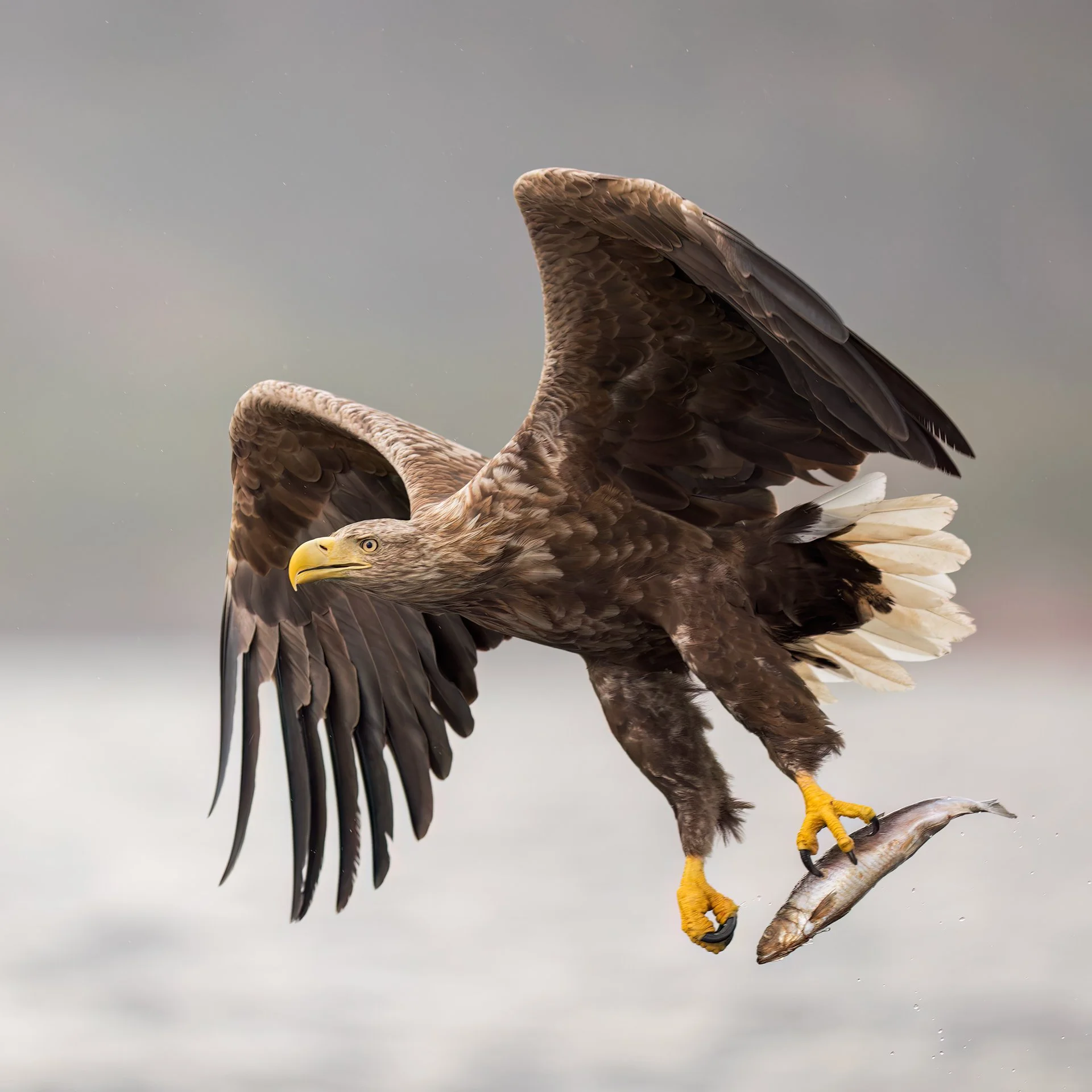 Out with the Eagle Man
