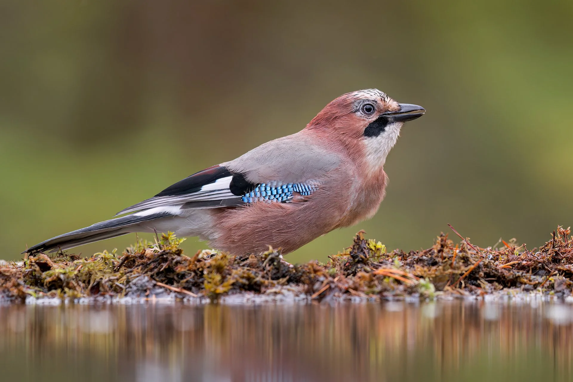 Eurasian jay
