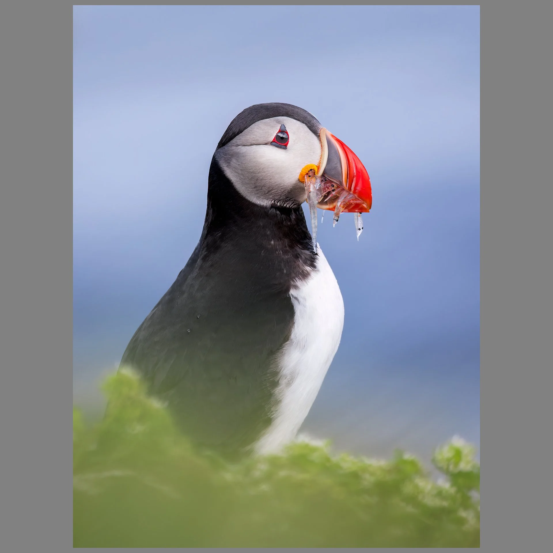 Puffin with sand eels