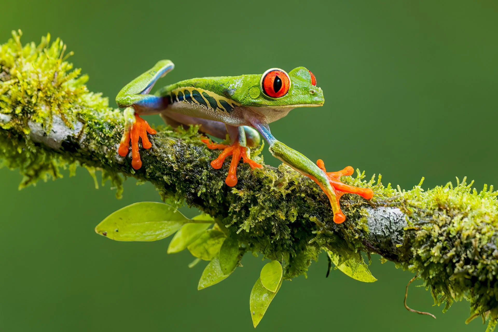 Red-eyed Tree Frog