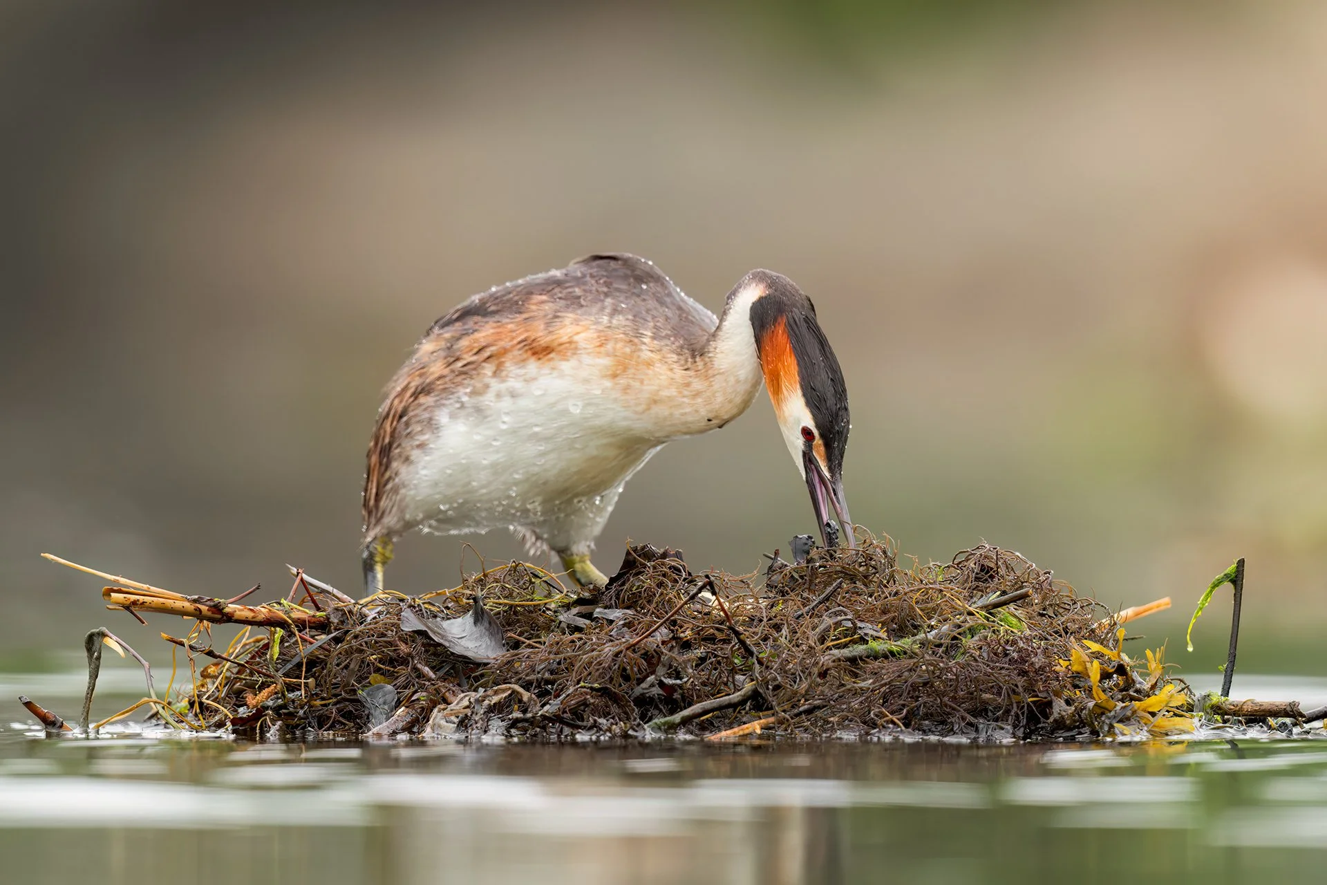 Great crested grebe