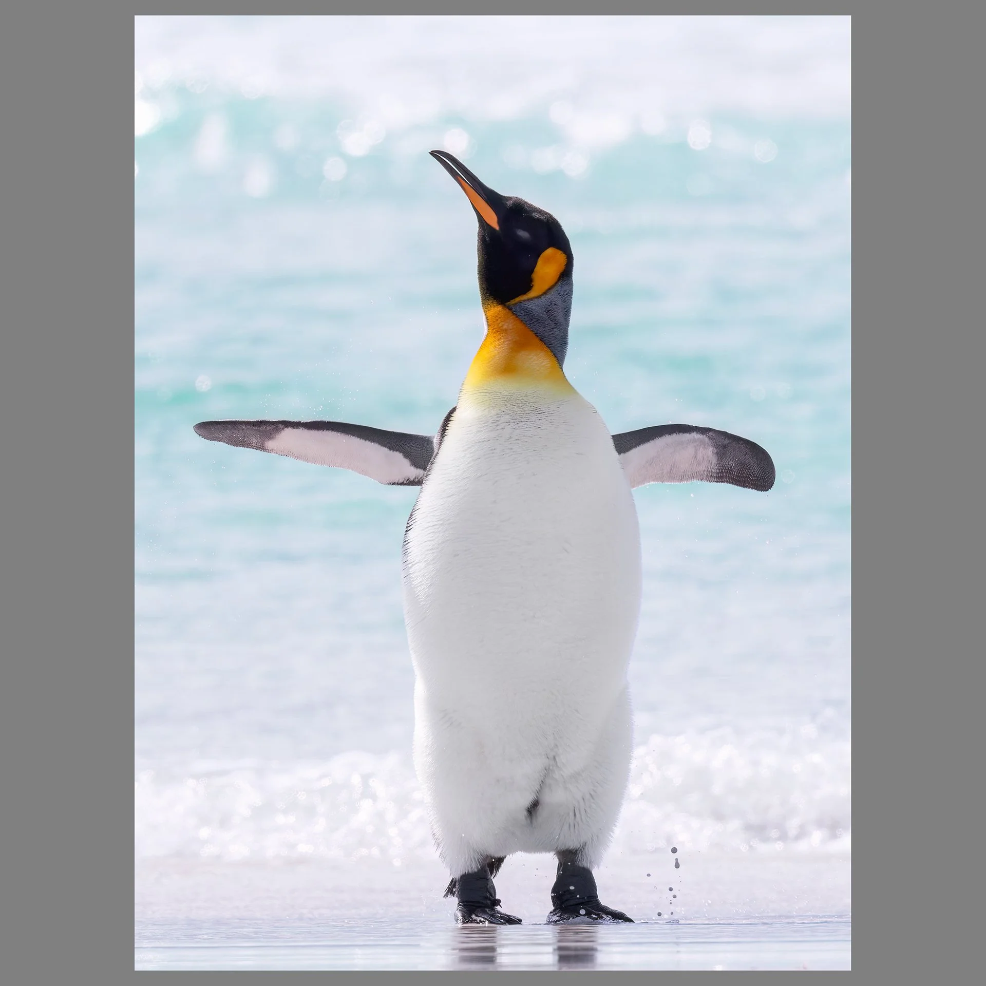 Cheerful Penguin