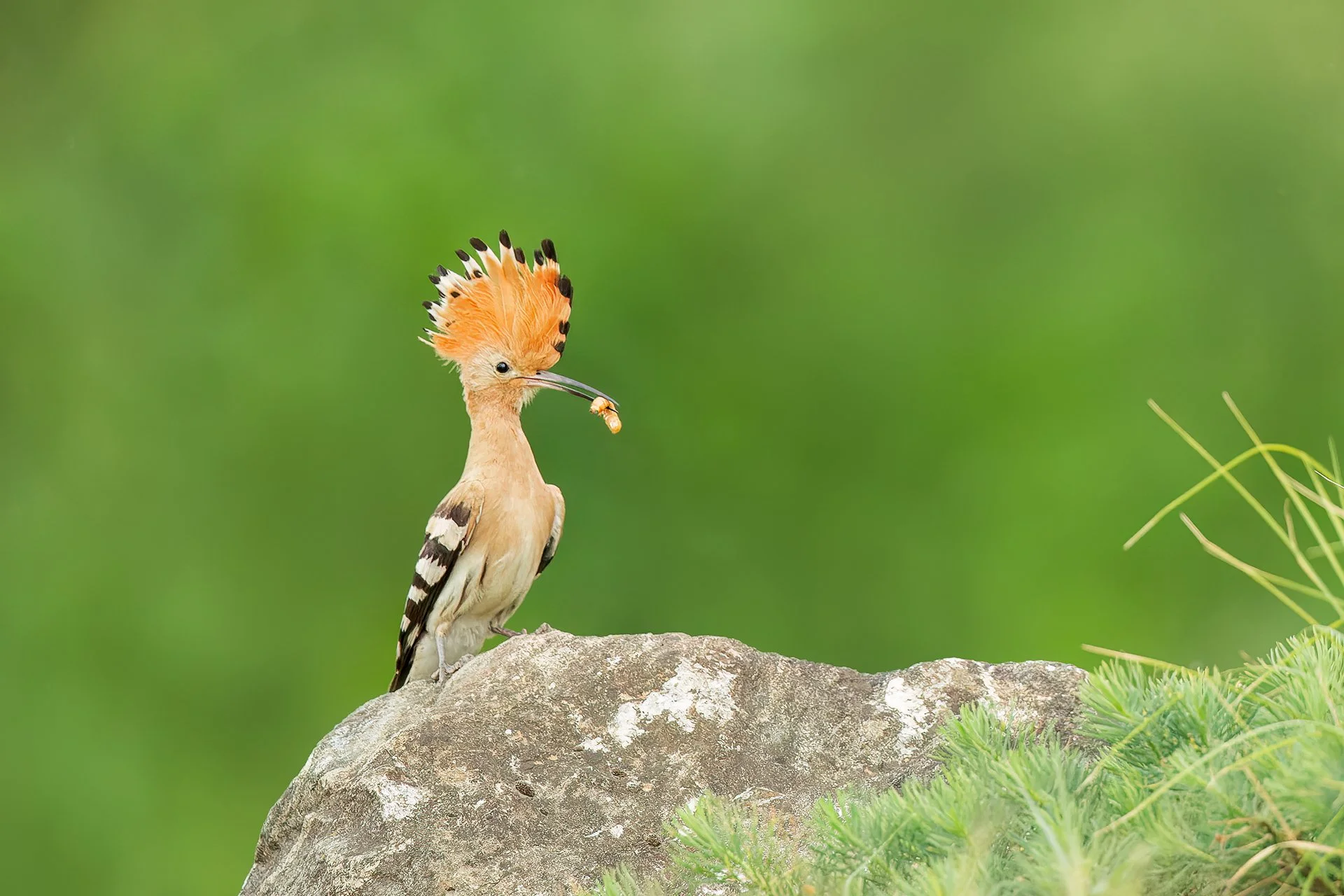 Hoopoe
