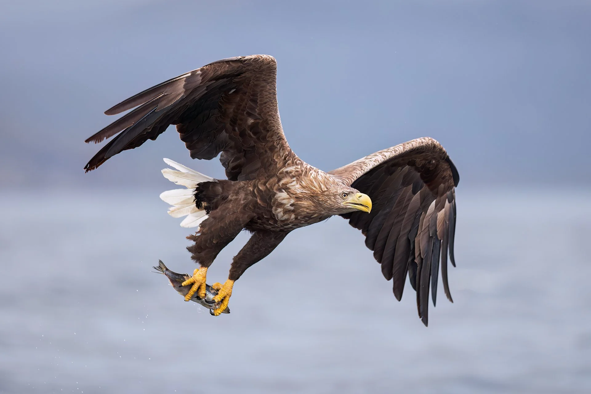 White-tailed eagle