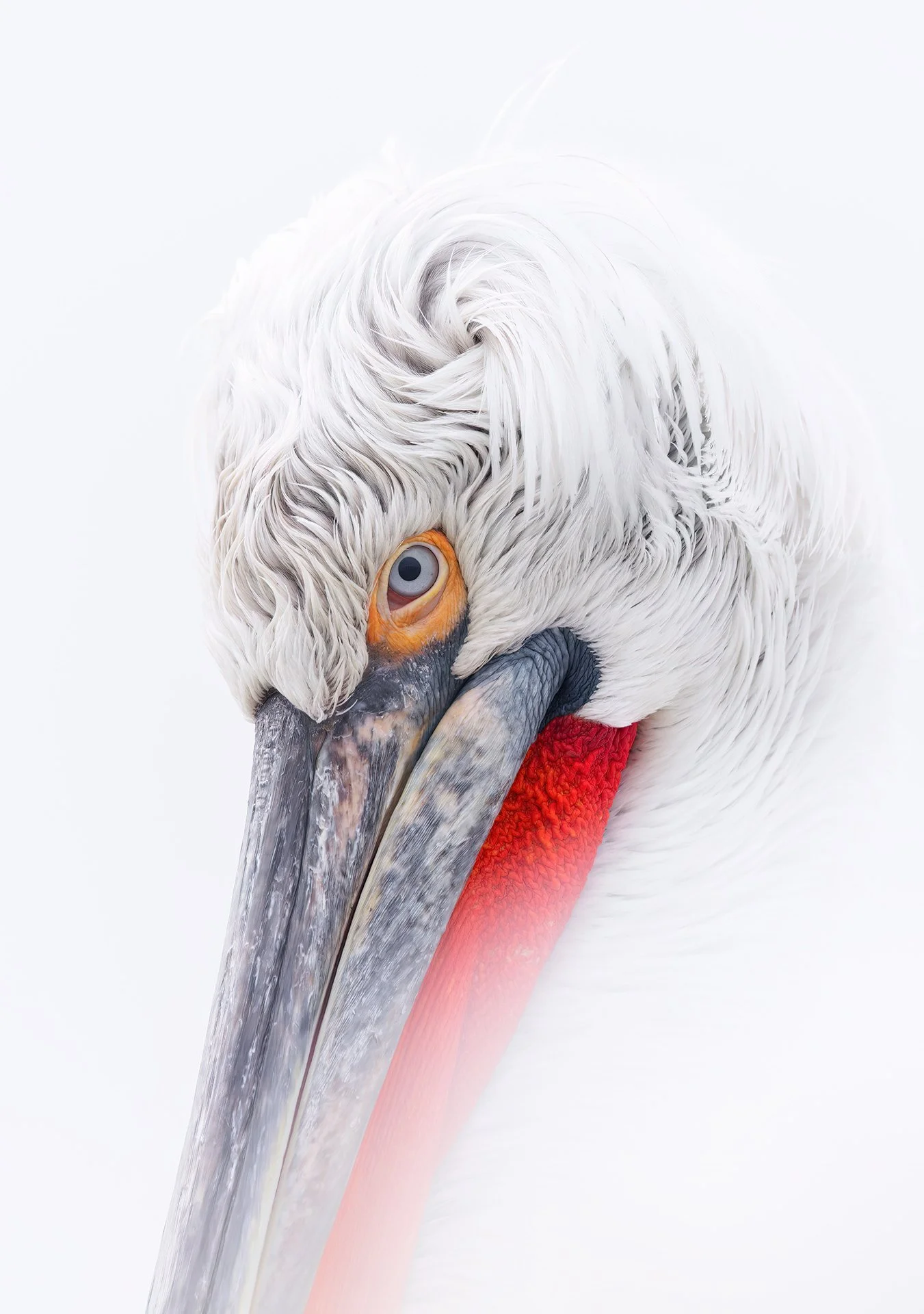 Dalmatian Pelican