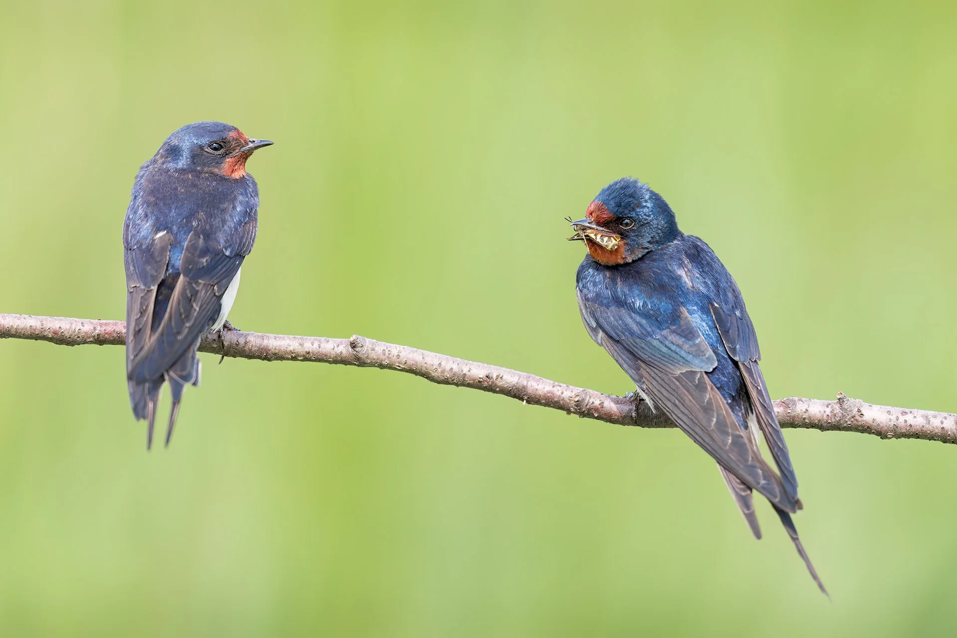 Barn swallows