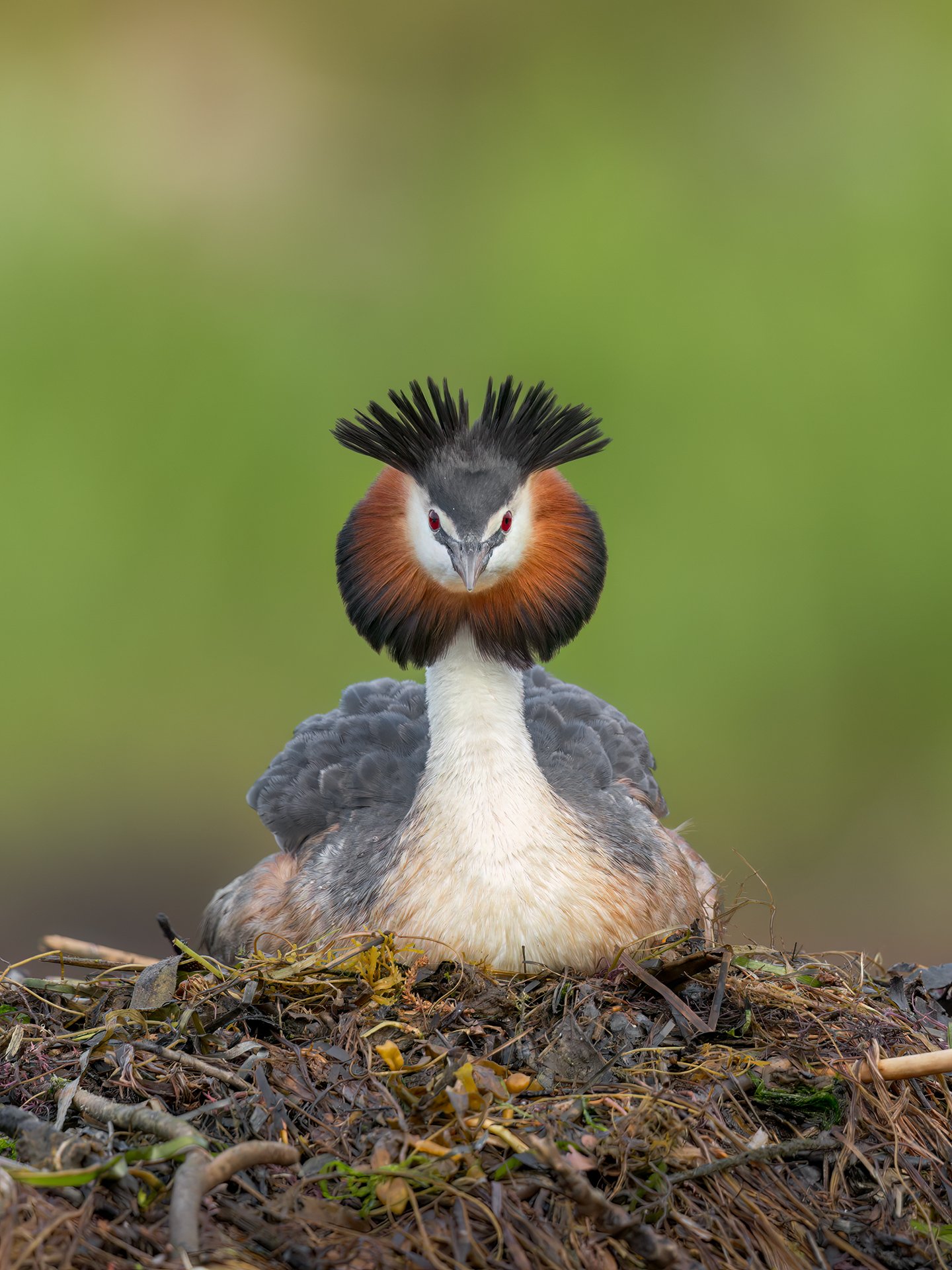 Great crested grebe