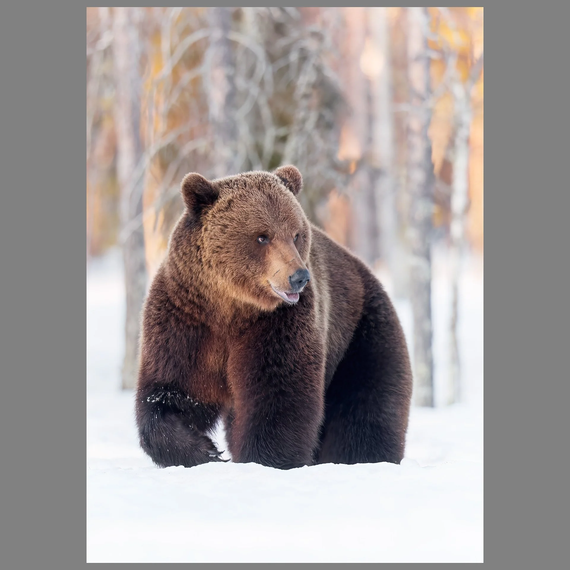 Brown Bear in Snow