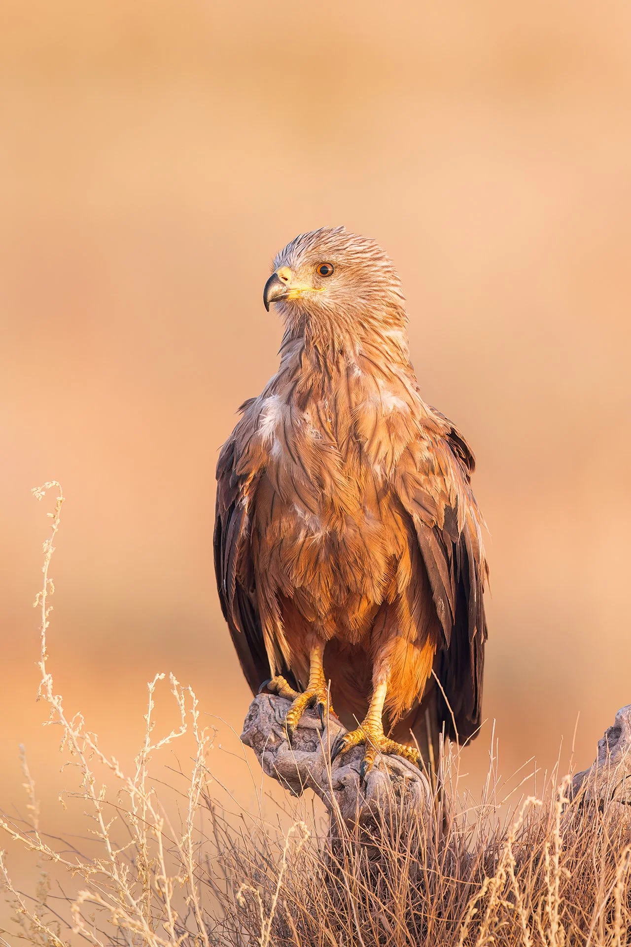 Black Kite