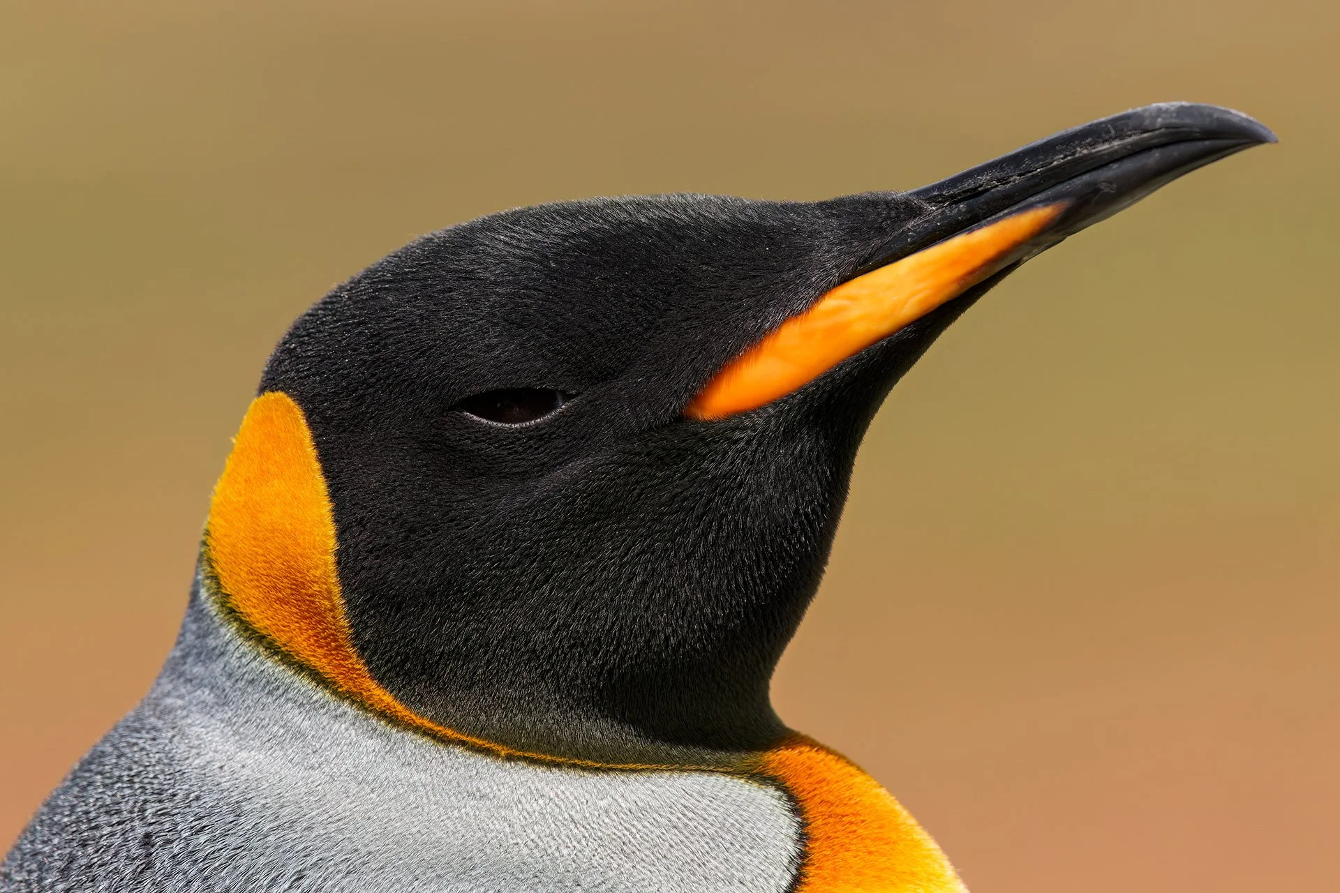 _Q3A4611_Falklands_20190222-DxO_DeepPRIME_DEV.jpg