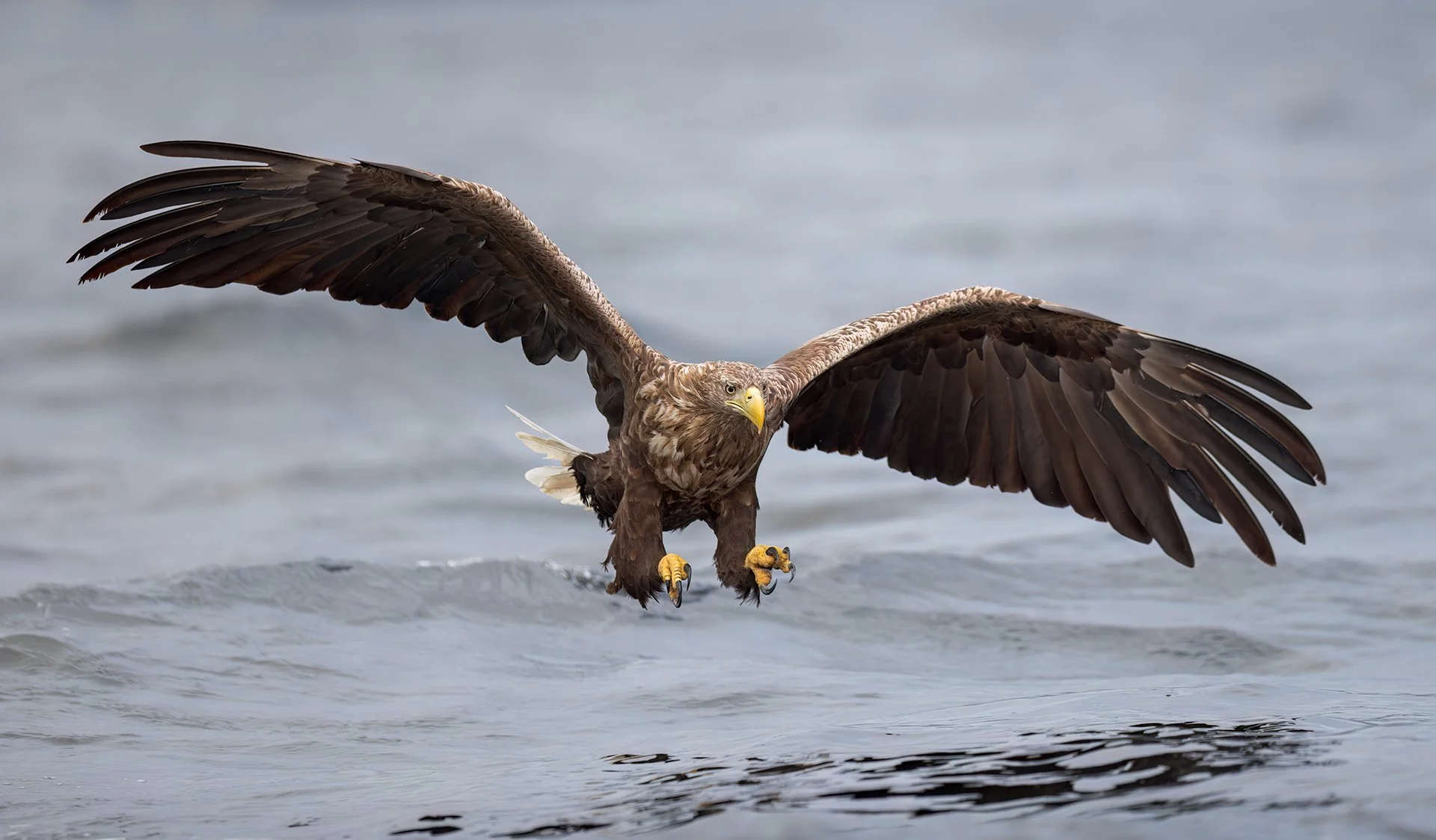 White-tailed eagle