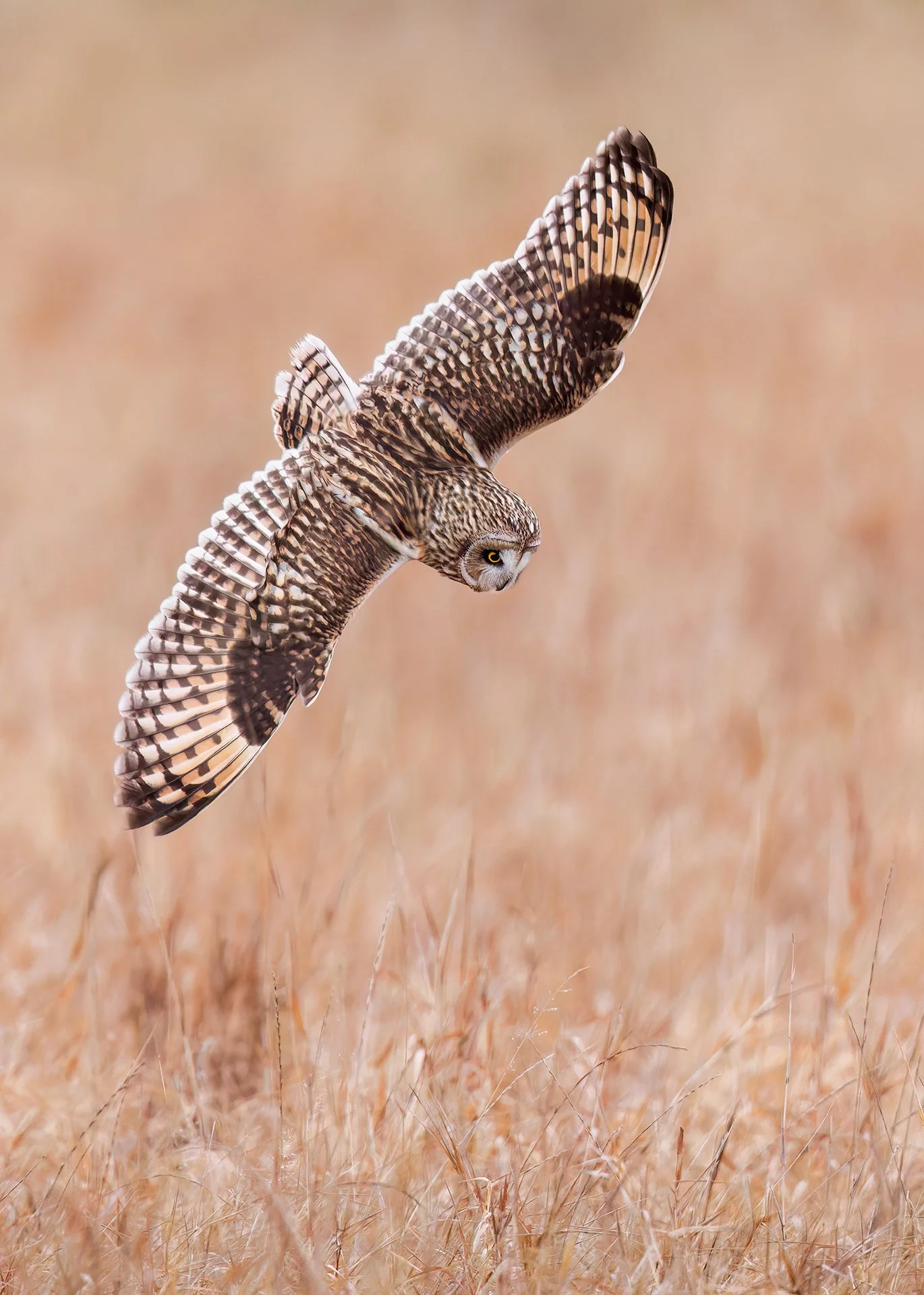 Short-eared owl