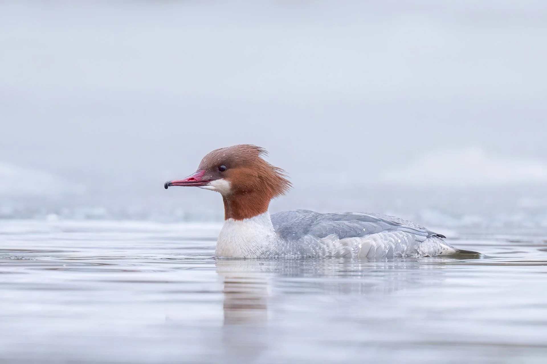 Goosander female