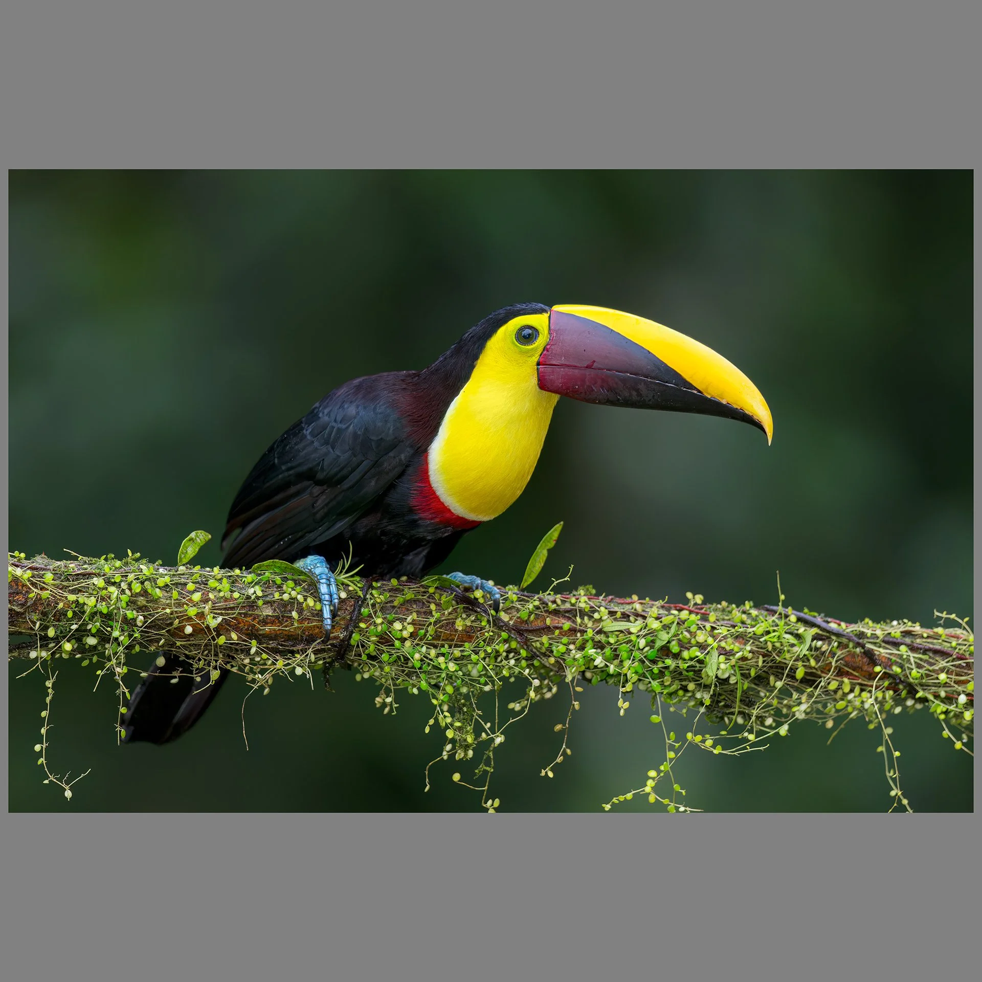 Yellow-throated toucan