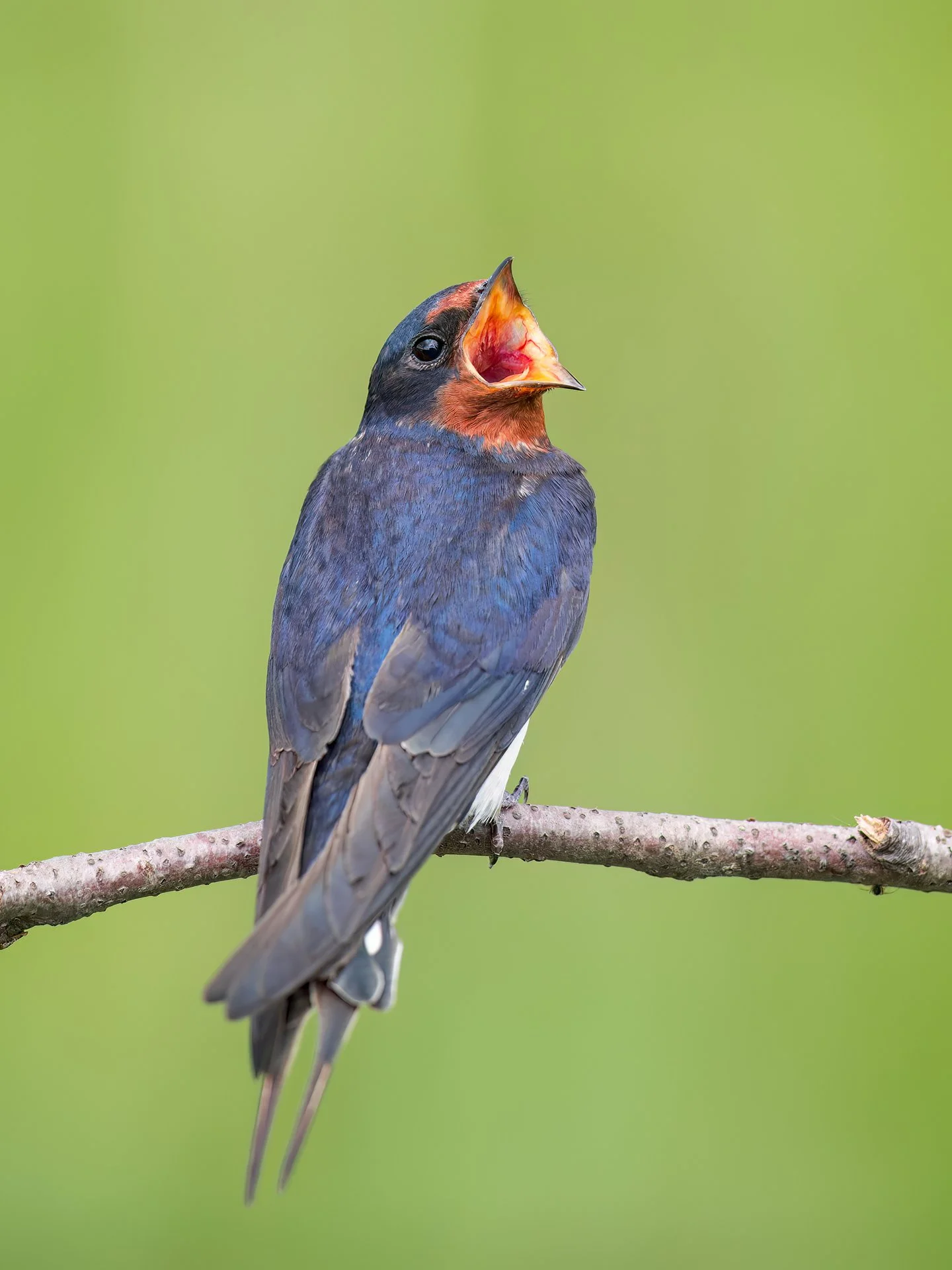 Barn swallow