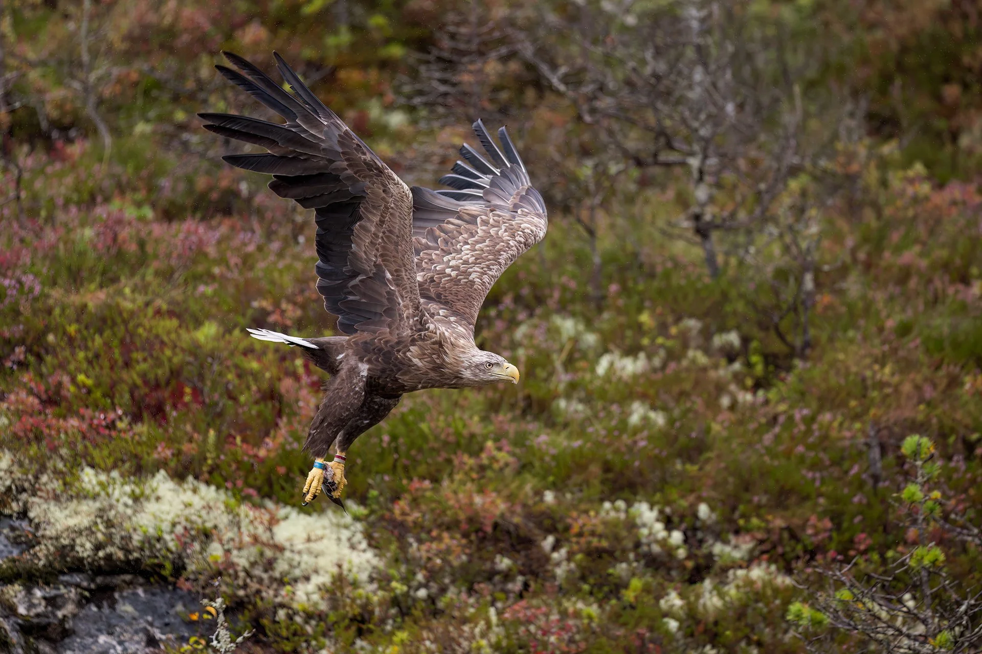 White-tailed eagle Miguel