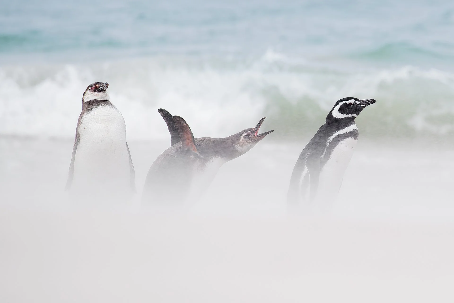 _C1I7159_Falklands_20190219-DxO_DeepPRIME_DEV.jpg