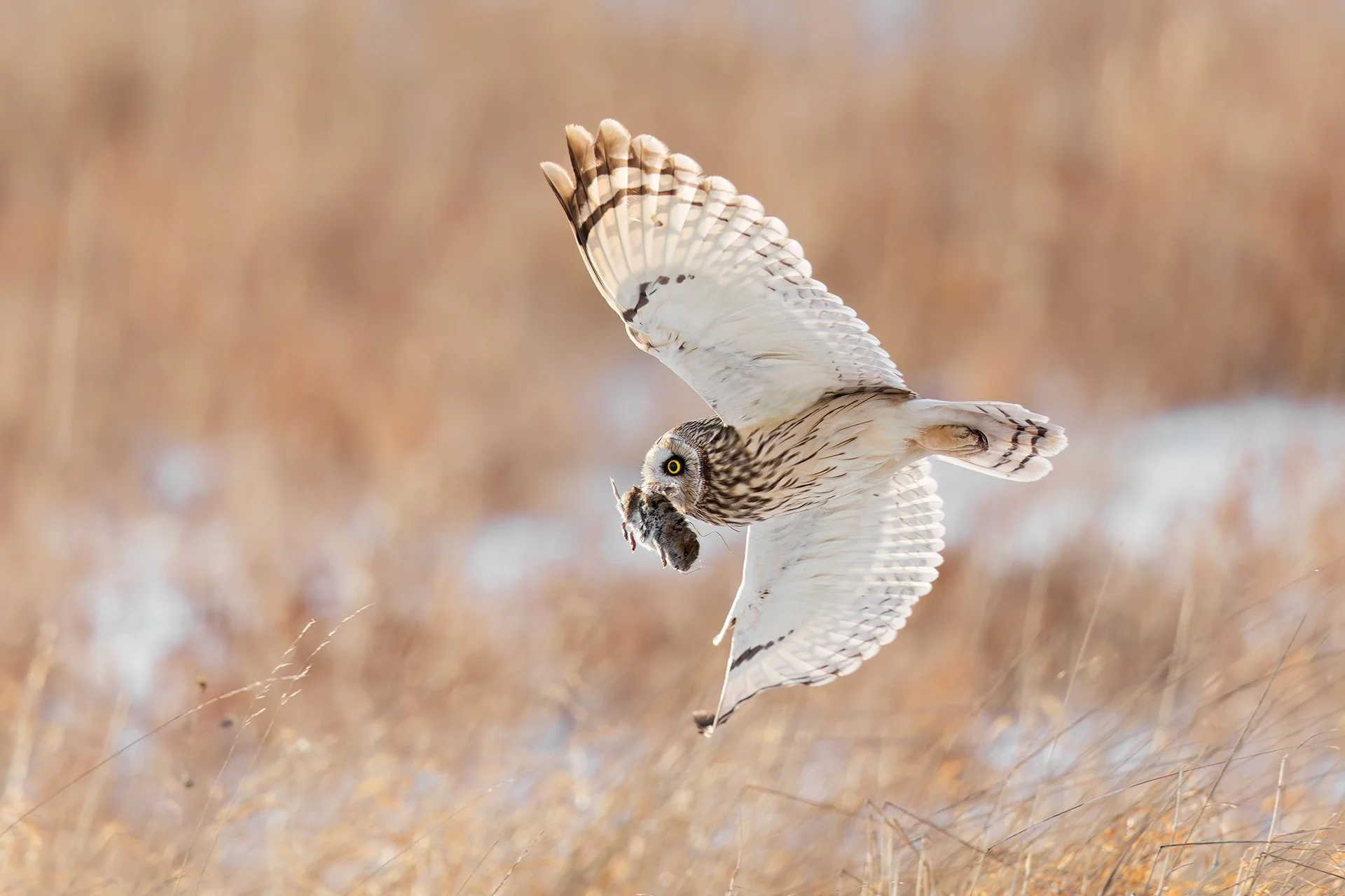 Short-eared owl