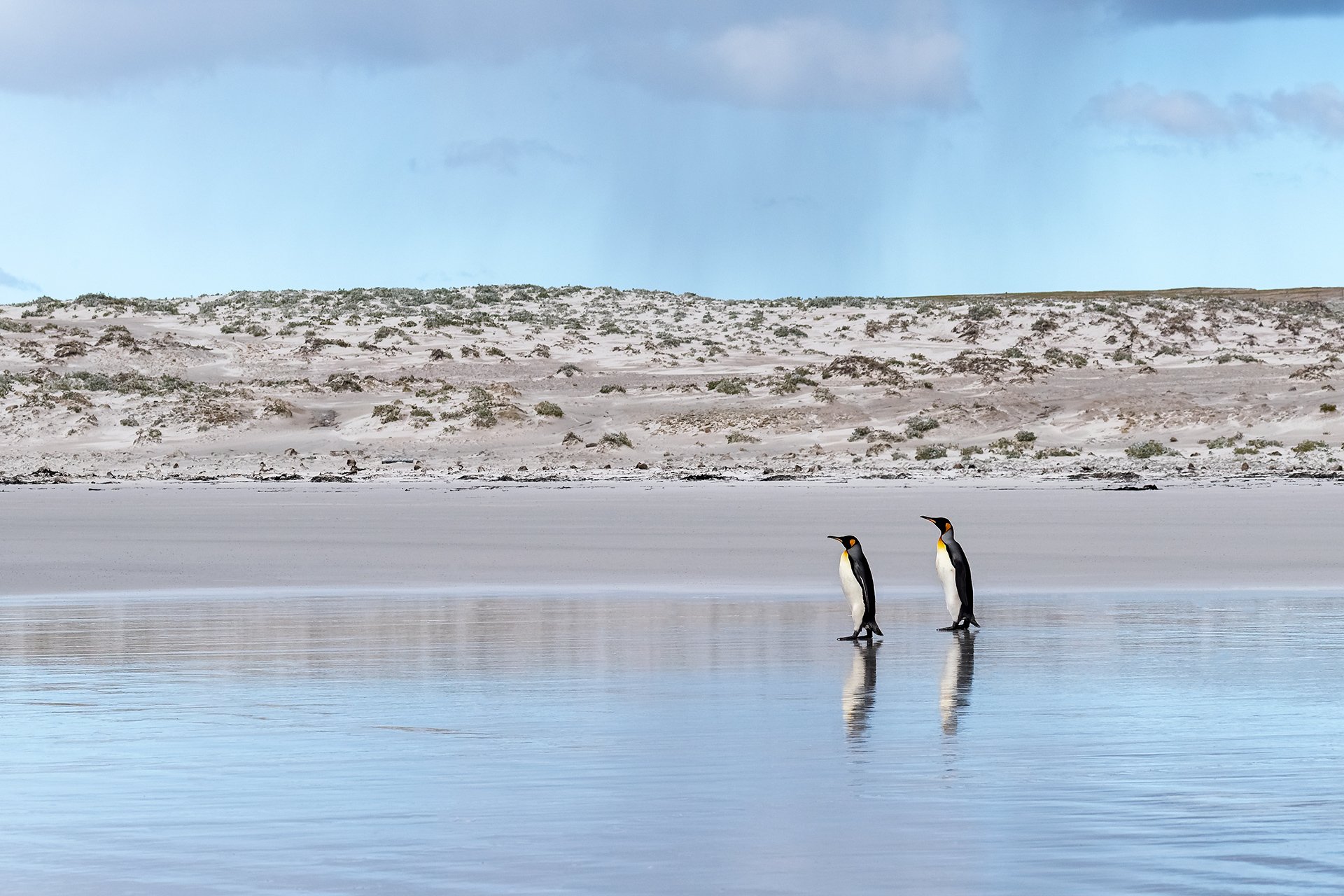 King Penguins