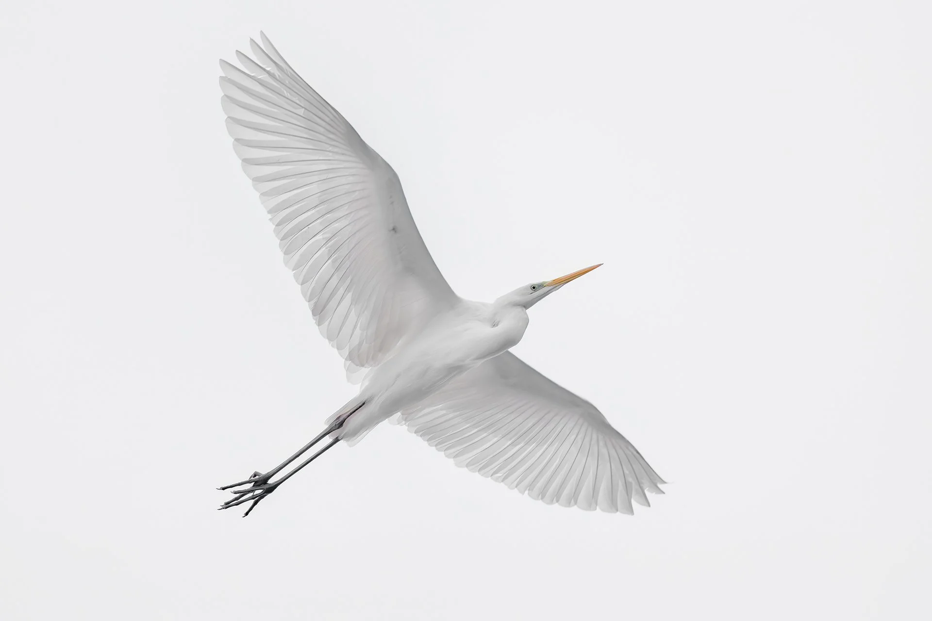 Great egret