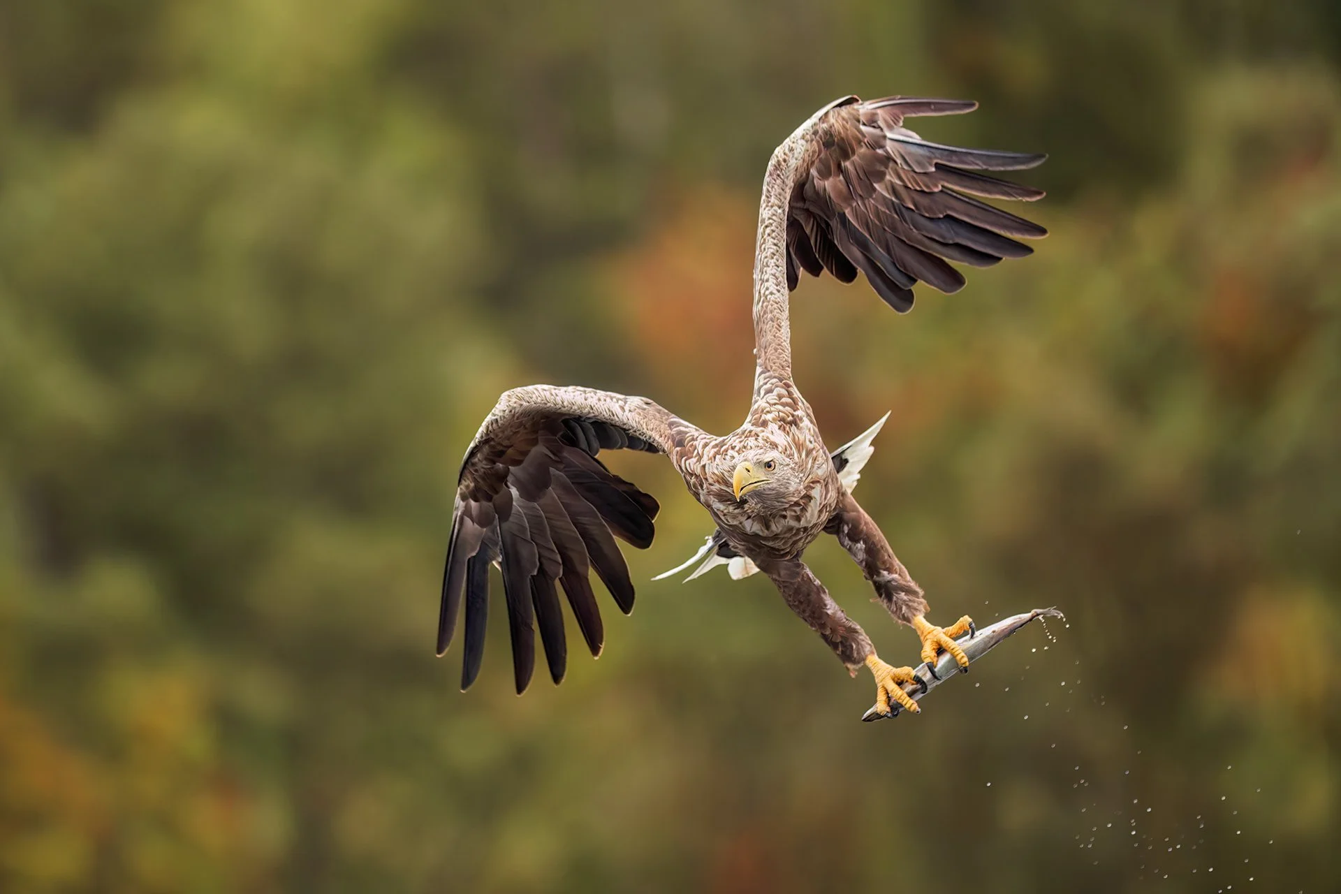 White-tailed eagle